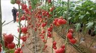 تحقیق كاشت گياهان بدون استفاده از خاك (هیدروپونیک) گوجه