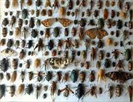 تحقیق حشرات