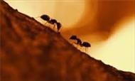 پاورپوینت تفاوت معماری انسان با مورچه در معماری بیونیک