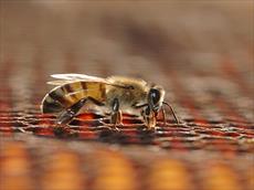پاورپوینت تولیدمثل و تشکیلات کندوی زنبور عسل